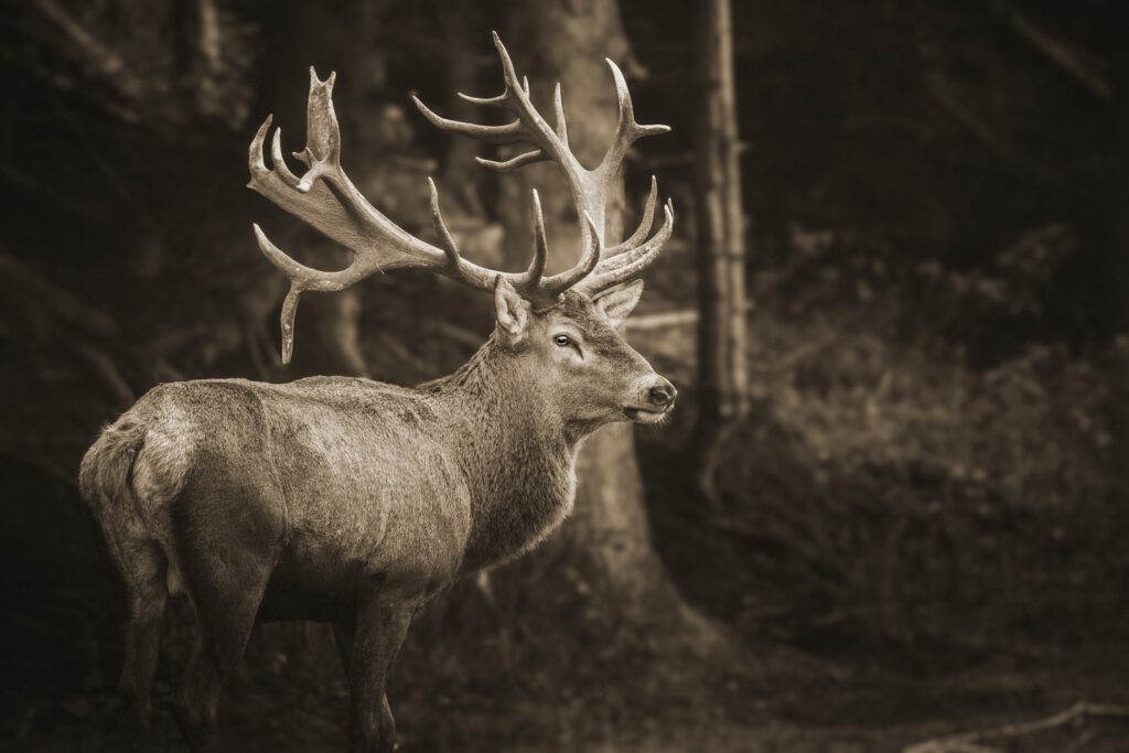Bild Hirsch im Wald