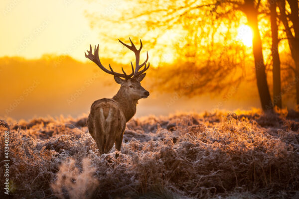 Bild Hirsch bei Sonnenaufgang